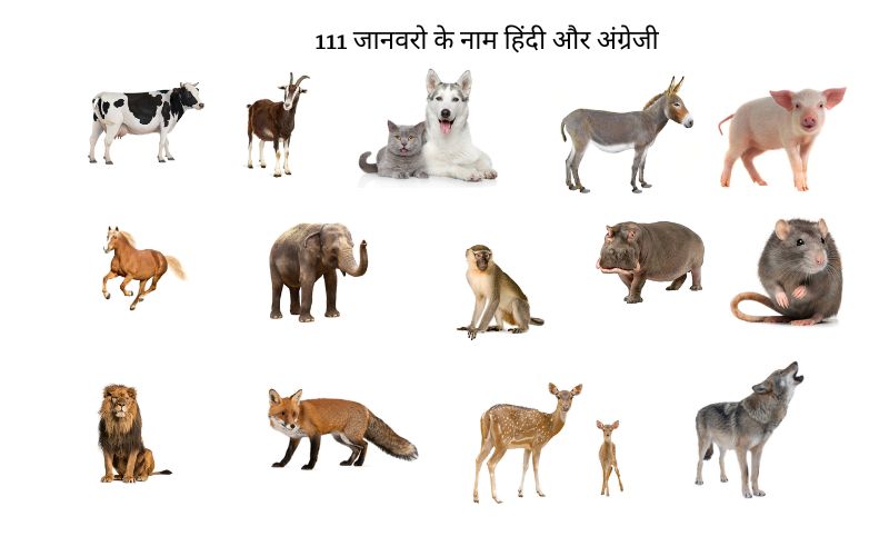 111 जानवरो के नाम
